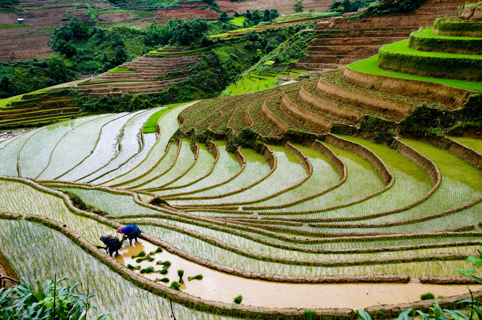 Vietnam Insight