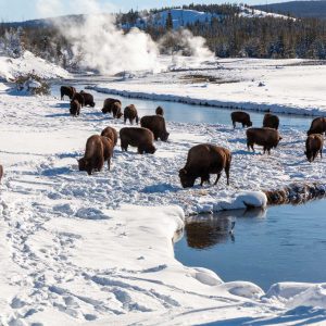 Wildlife Walks in Yellowstone
