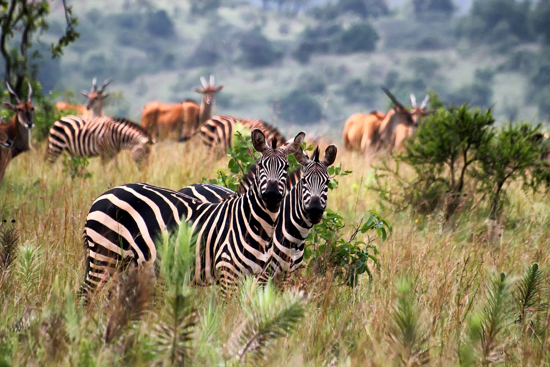 Rwanda Wildlife Safari