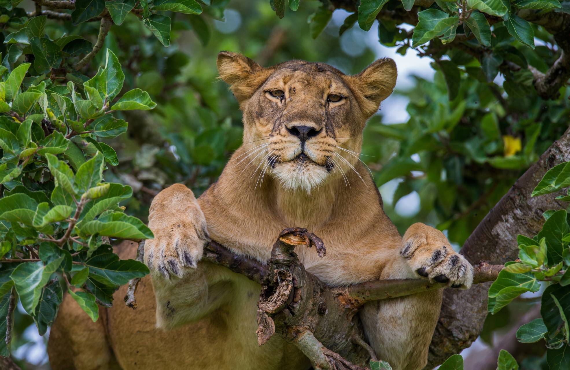 Western Uganda - Nature and Wildlife Safari