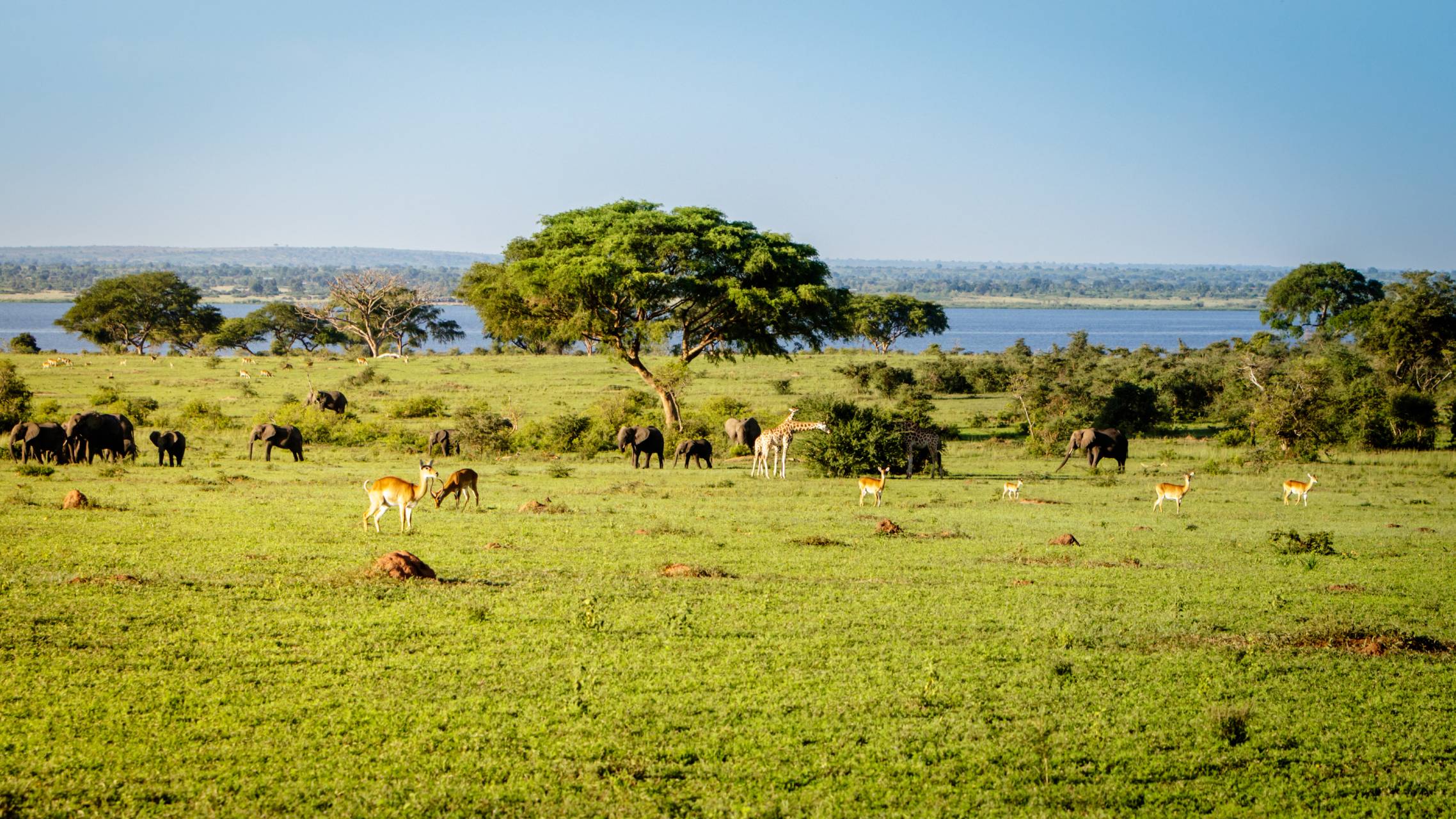 Uganda