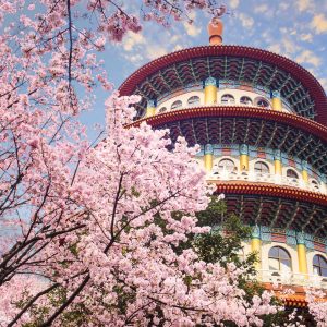The beautiflu sakura garden with nice sky in Taipei, Taiwan