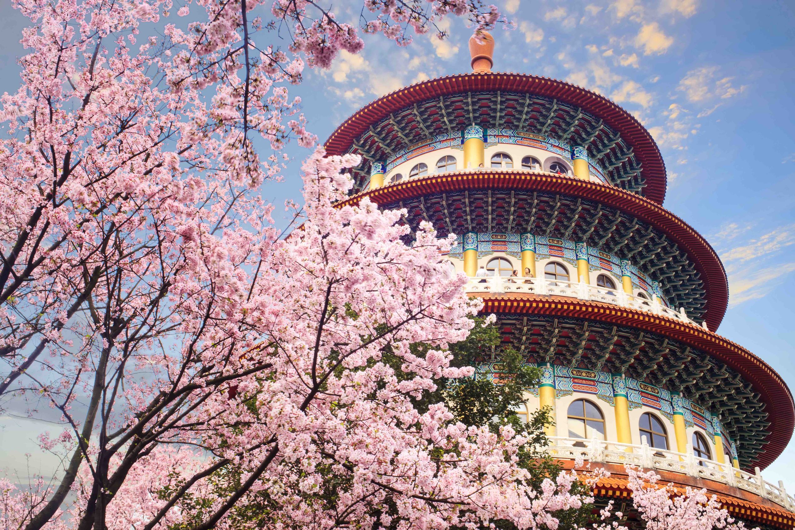 The beautiflu sakura garden with nice sky in Taipei, Taiwan